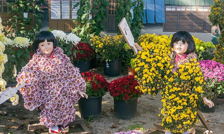 Triển lãm hoa cúc đầy màu sắc rực rỡ