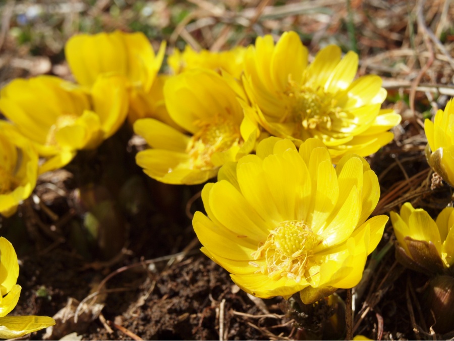 Hoa phúc thọ là một trong những loài hoa được cả người dân địa phương và tín đồ du lịch Nhật Bản yêu thích