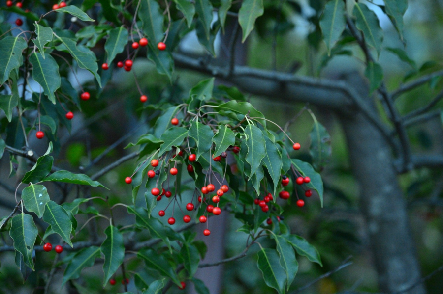 Vào dịp Tết, cây nam thiên trúc với những quả mọng đỏ rực nổi bật trên nền lá xanh mướt được ưa chuộng nhất để trang trí nhà cửa