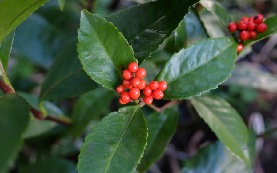 Senryo là một loài cây bụi nhỏ với những chùm quả đỏ tươi rực rỡ