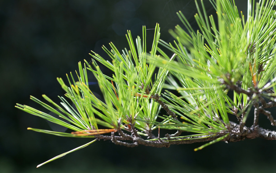 Matsu là một loài cây lá kim xanh tốt quanh năm, có ý nghĩa vô cùng quan trọng trong văn hóa Nhật Bản