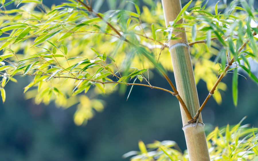 Cây tre xuất hiện trong nhiều lễ hội và trang trí truyền thống, trở thành một biểu tượng không thể thiếu tại Nhật