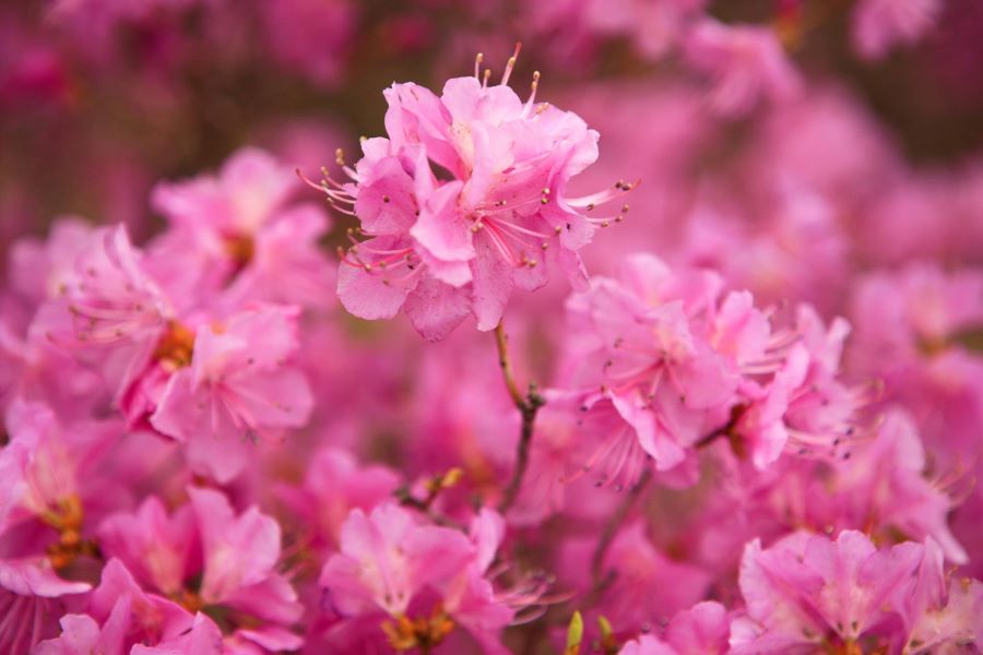 Chiêm ngưỡng vẻ đẹp của hoa đỗ quyên tại Hàn Quốc