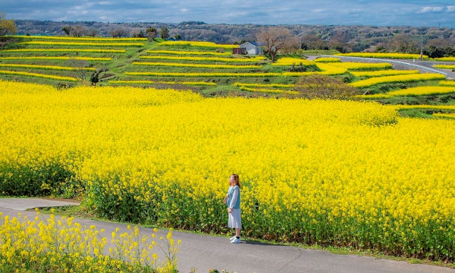 Rực rỡ cánh đồng hoa cải vàng tại Hàn