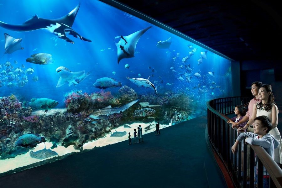 Du khách có thể thỏa thích khám phá các loài sinh vật biển tại thủy cung S.E.A Aquarium