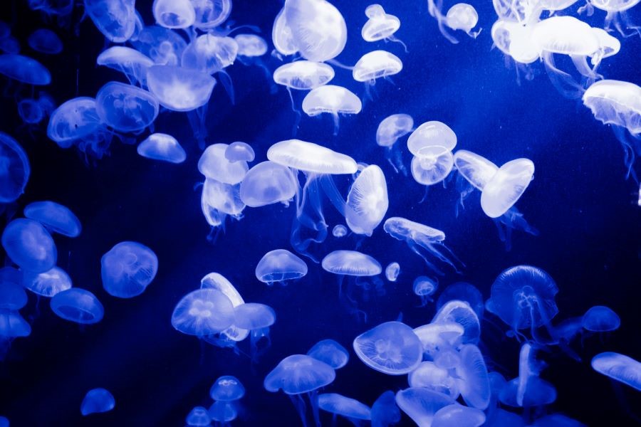 S.E.A Aquarium ôm trọn vào lòng hơn 100.000 sinh vật biển khác nhau