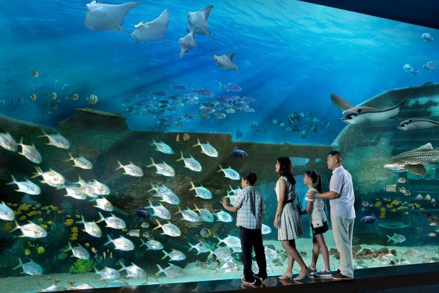 Đến S.E.A Aquarium, du khách sẽ được đắm mình trong làn nước mát lành của đại dương