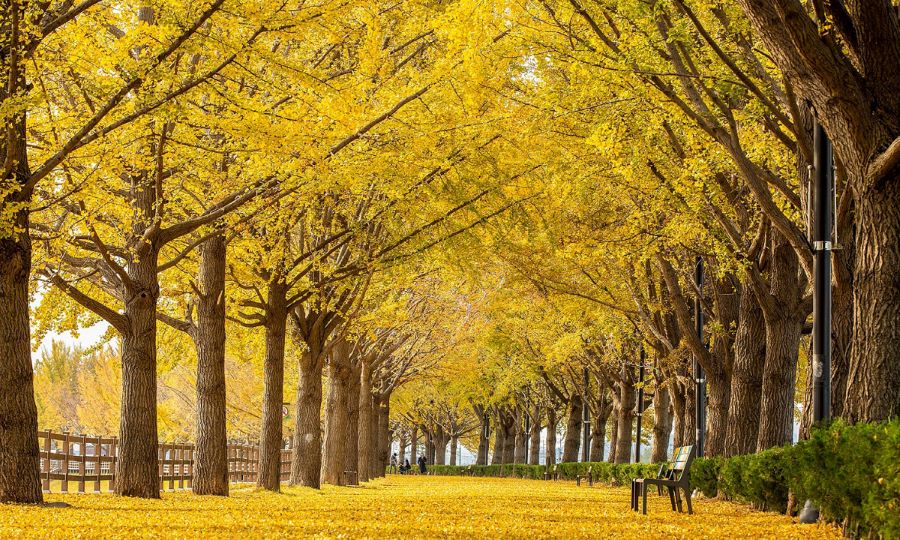Asan Gingko Tree Road - Con đường lá vàng rơi nổi tiếng tại Hàn Quốc