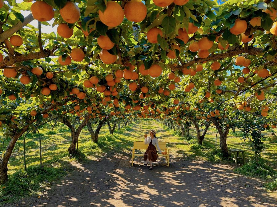 Đừng quên check-in tại những vườn lê chín mọng khi đến mùa thu Hàn Quốc