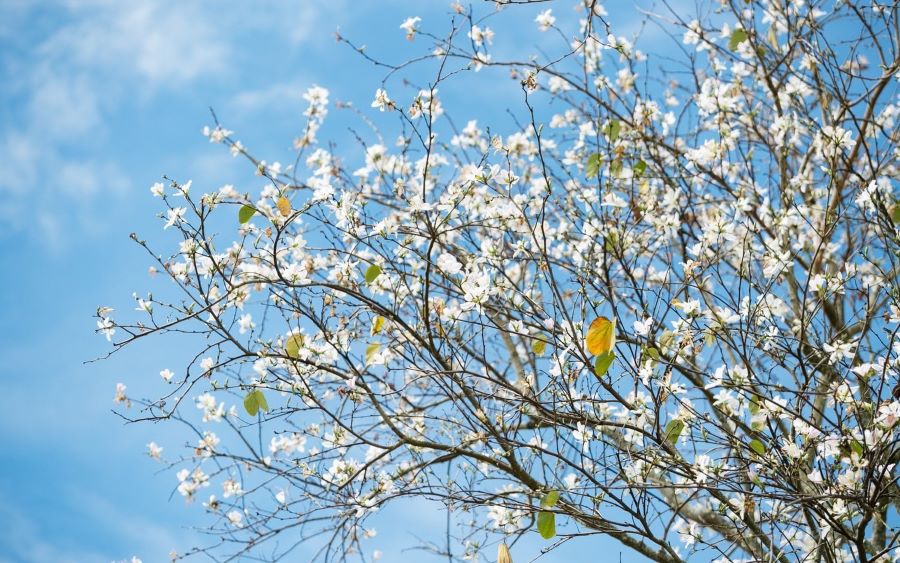 Tây Bắc đắm chìm trong sắc trắng hoa ban xinh đẹp