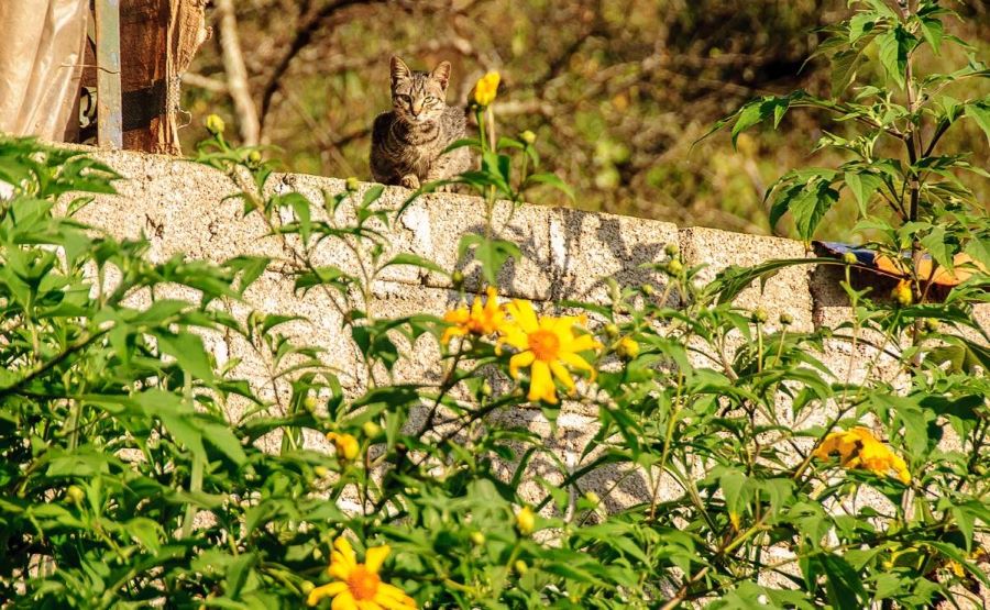 Mùa dã quỳ nở - vạt hoa vàng rực rỡ trên cao nguyên