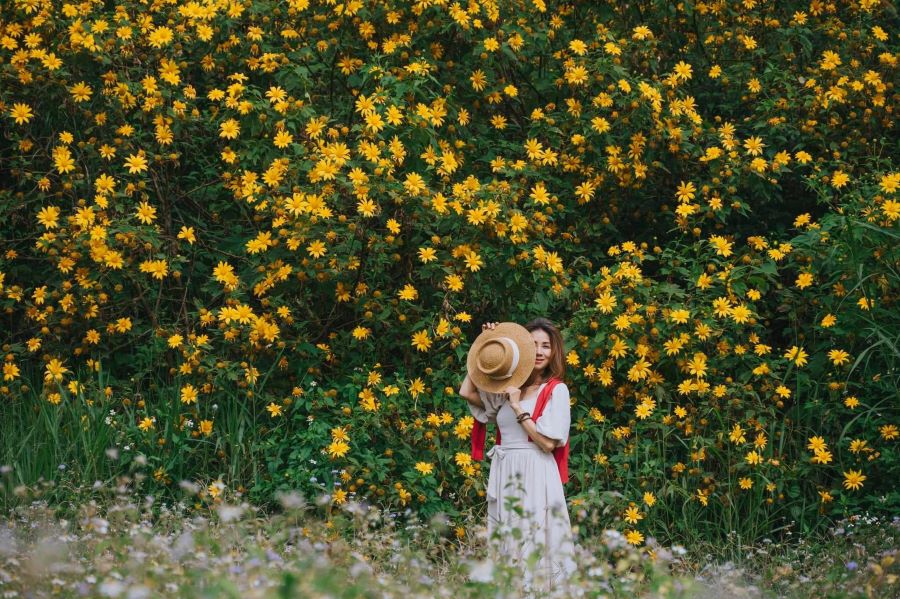 Hoa dã quỳ Mộc Châu - Vẻ đẹp hoang dại của núi rừng Tây Bắc