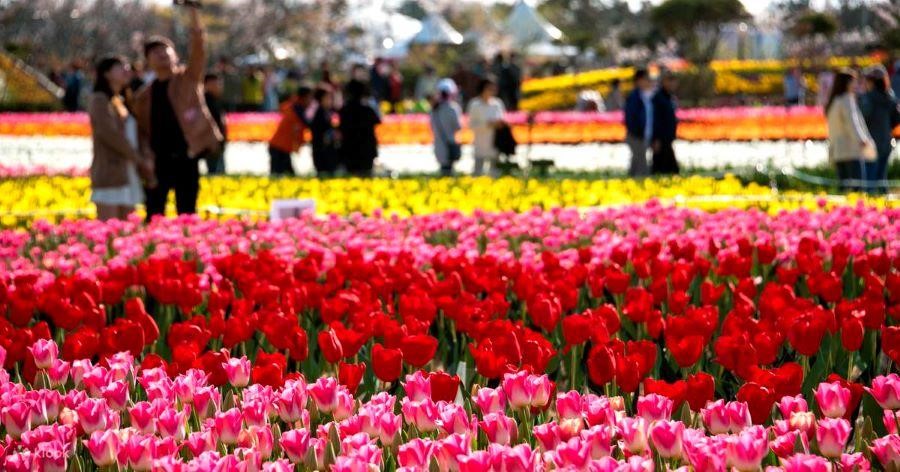 Mùa hoa Tulip luôn được mong chờ nhất trong năm