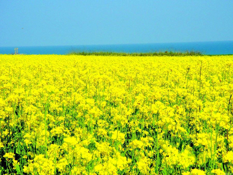 Những cánh đồng hoa trải dài vô tận