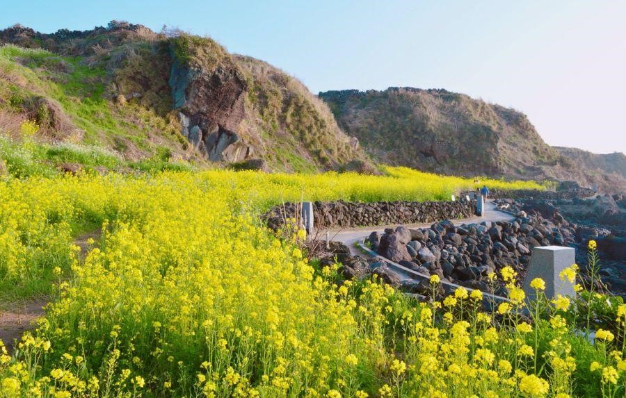 Hoa cải vàng nở rực một góc trời