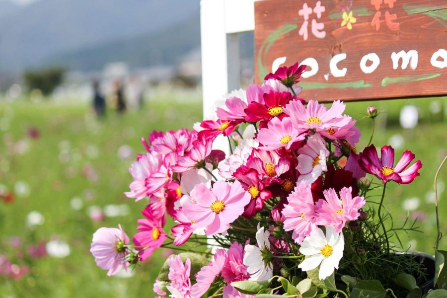 Những cánh hoa mỏng manh nhiều màu sắc