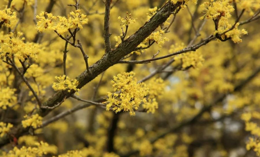 Lễ hội hoa Sansuyu hàng năm ở Hàn Quốc