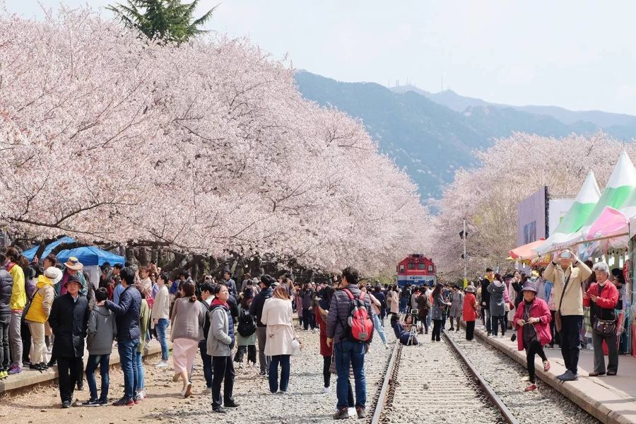 Không khi vui tươi, nhộn nhịp tại lễ hội hoa anh đào Jinhae
