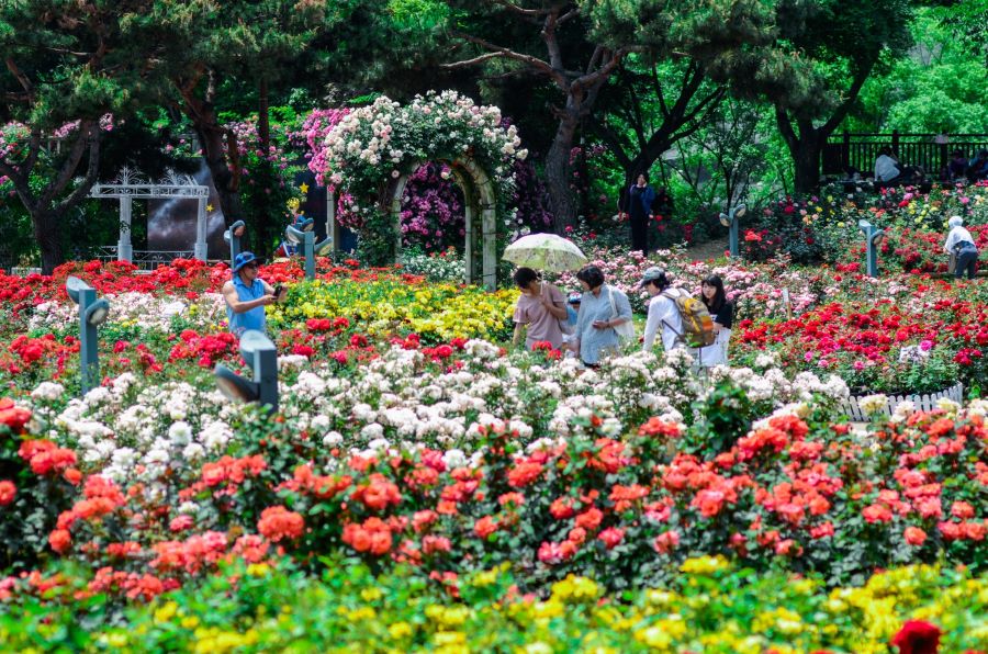 Rất nhiều du khách tới tham quan lễ hội hoa hồng