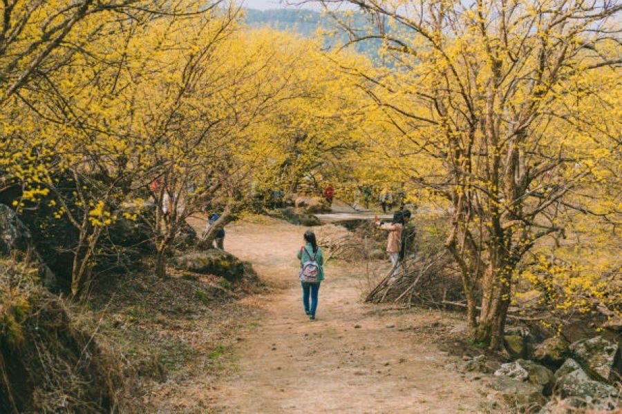 Hoa Sơn Thù Dù thường nở rộ vào cuối tháng 3