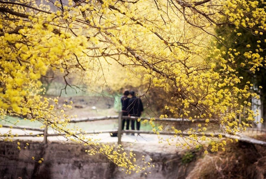 Cảnh đẹp lãng mạn của mùa hoa Sơn Thù Dù