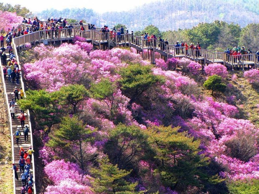 Sắc tím mộng mơ của hoa đỗ quyên