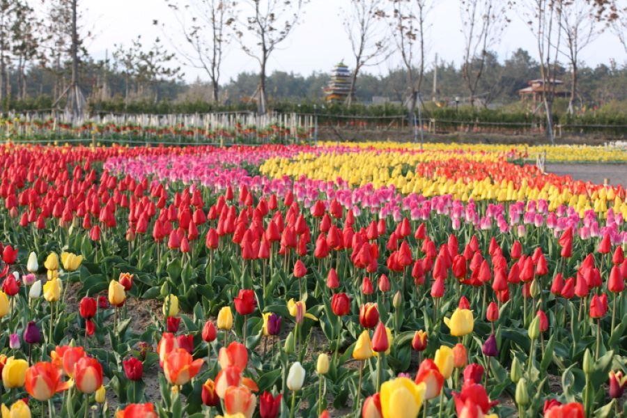 Lễ hội hoa Tulip Taean vô cùng rực rỡ