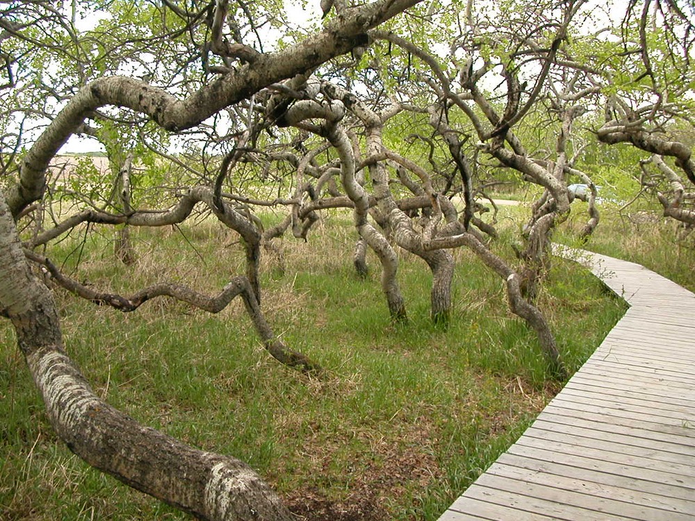 Những thân cây "run rẩy" ở Canada khiến nhiều người bất ngờ