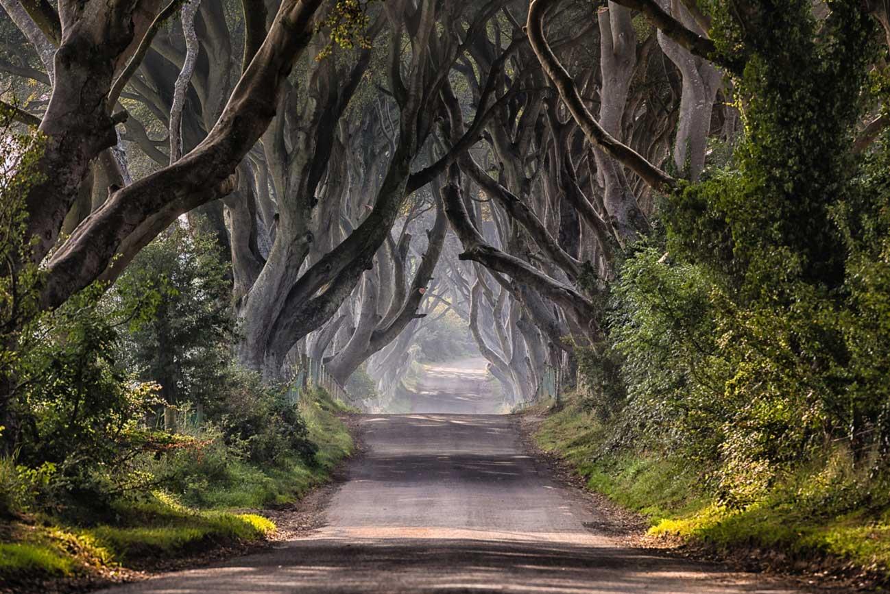 Những thân cây "run rẩy" ở Canada khiến nhiều người bất ngờ