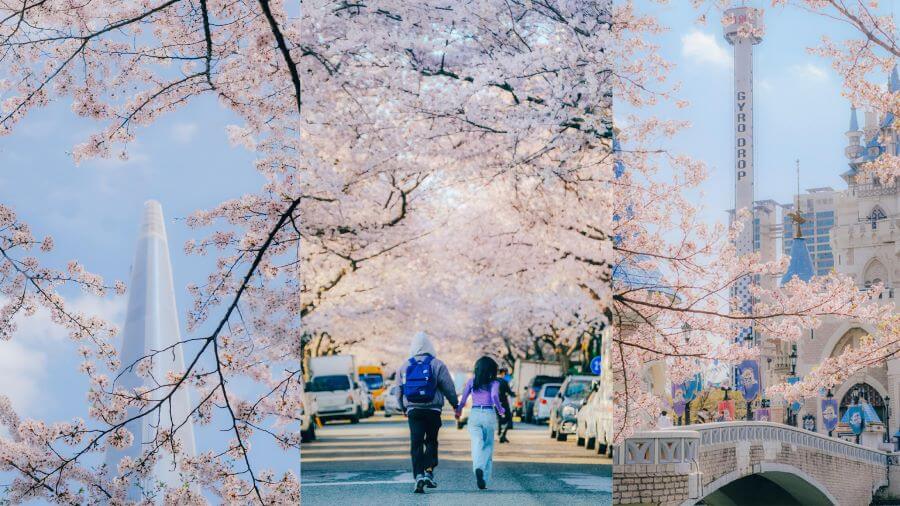 Mùa xuân Hàn Quốc là dịp để chiêm ngưỡng vẻ đẹp rực rỡ của hoa anh đào