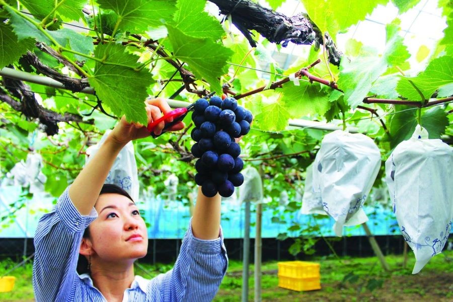 Trải nghiệm hái nho tại Nhật Bản