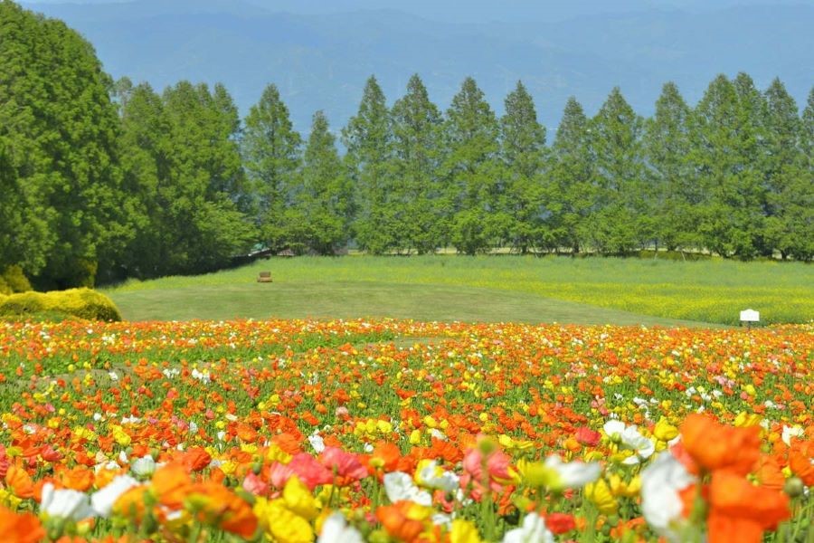 Những bông hoa đua nở vào mùa thu Nhật Bản