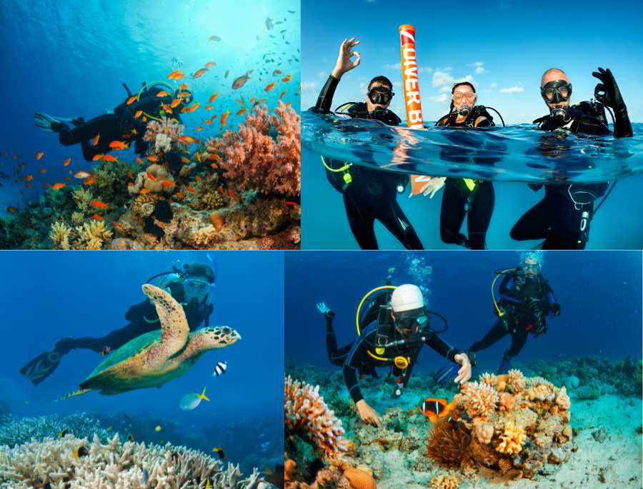 Đoàn khách du lịch Úc lặn biển ngắm nhìn khung cảnh căng tràn sức sống với những rạn san hô rộng lớn
