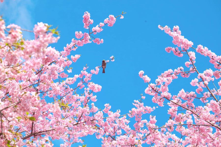 Chiêm ngưỡng hoa anh đào nở sớm tại Xứ sở mặt trời mọc