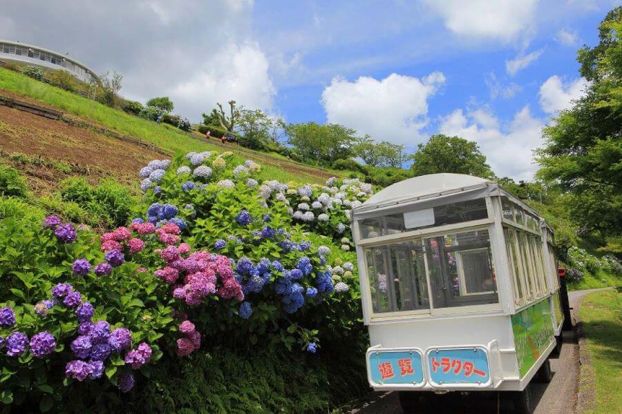 Nông trại Mother Farm là một trong những điểm đến nổi tiếng nhất, thu hút du khách bởi vẻ đẹp tự nhiên và những hoạt động trải nghiệm thú vị