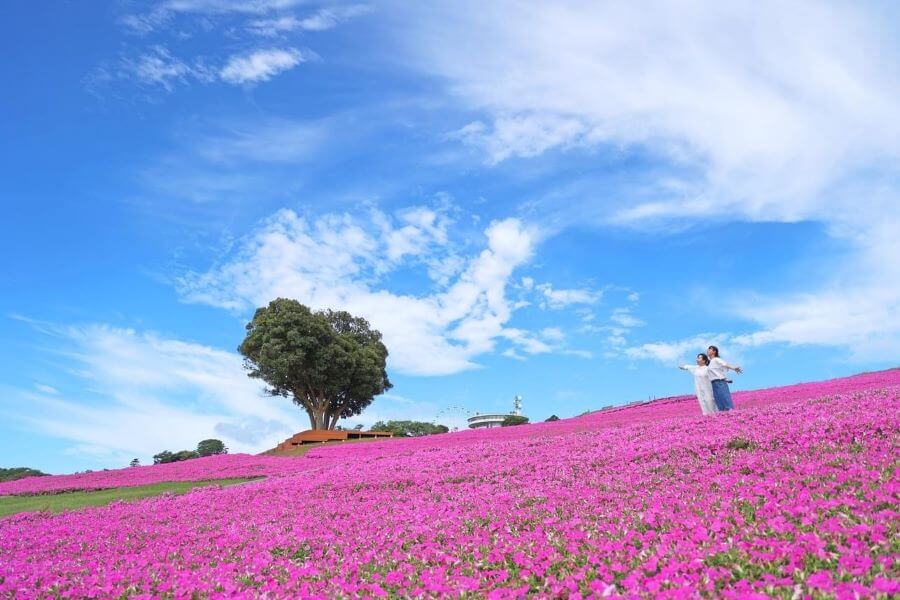 Nông trại Mother Farm – Thiên đường xanh mát tại Nhật Bản