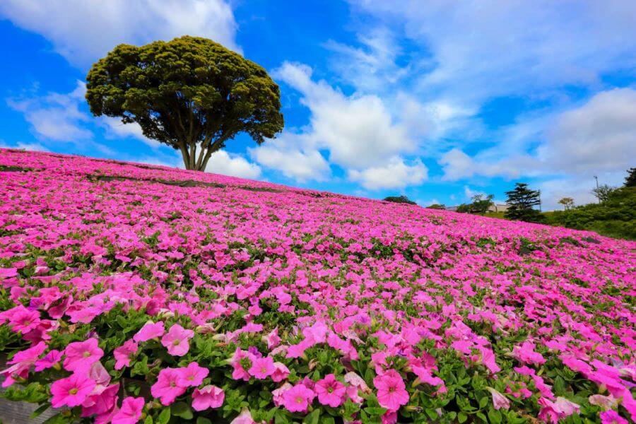 Đến với Nông trại Mother Farm ở Nhật Bản, bạn sẽ được chiêm ngưỡng những cánh đồng hoa bát ngát