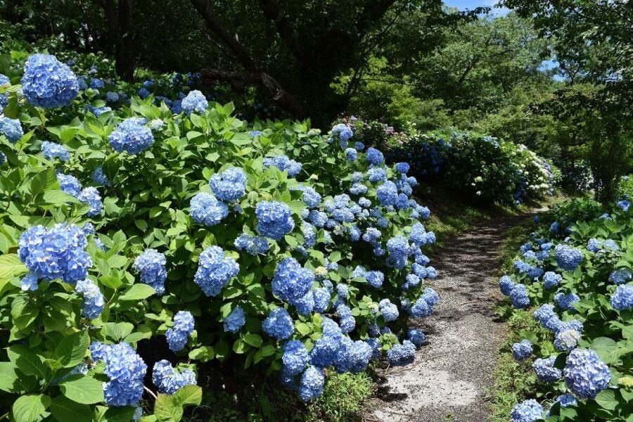 Mother Farm còn sở hữu những cánh đồng hoa cẩm tú cầu vô cùng lãng mạn và xinh đẹp