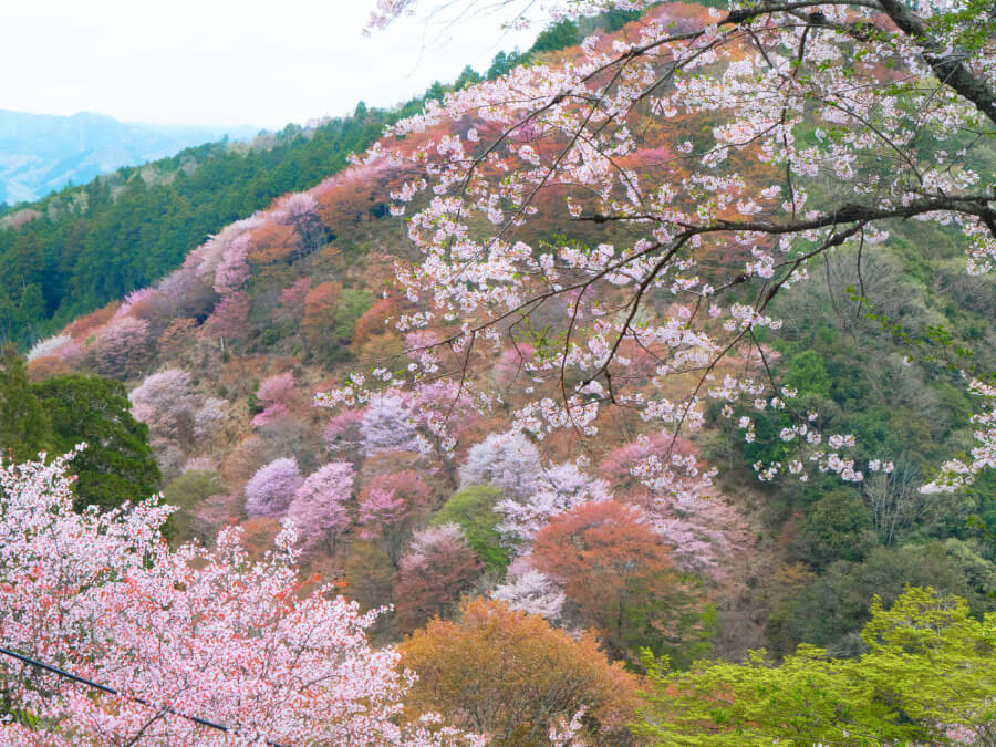 Núi Yoshino vốn nổi tiếng là một trong những địa điểm ngắm hoa anh đào đẹp nhất xứ sở phù tang