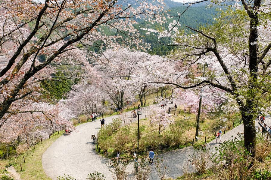 Đi bộ trên những con đường hoa anh đào tại núi Yoshino là một trải nghiệm tuyệt vời mà bạn không nên bỏ qua