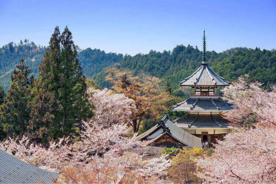 Núi Yoshino còn là một trung tâm tâm linh quan trọng với nhiều ngôi chùa cổ kính, mang đậm dấu ấn lịch sử và văn hóa Nhật Bản