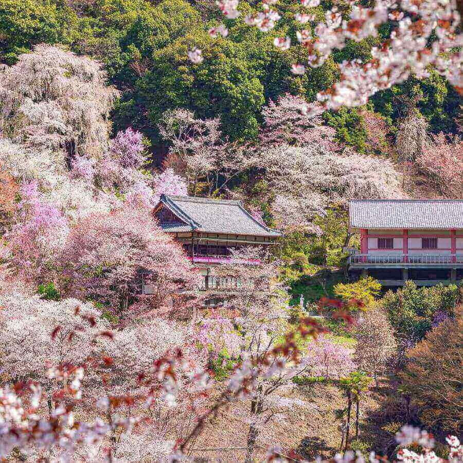 Tham quan các ngôi chùa này là một phần không thể thiếu trong hành trình khám phá Yoshino mùa hoa anh đào
