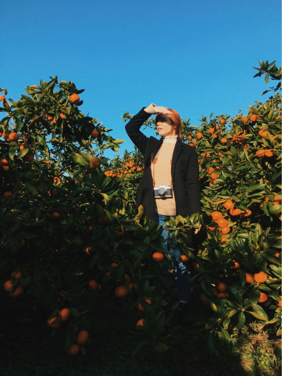 Đến với Aewol, bạn sẽ được chiêm ngưỡng những vườn quýt trĩu quả, thơm ngon, mọng nước