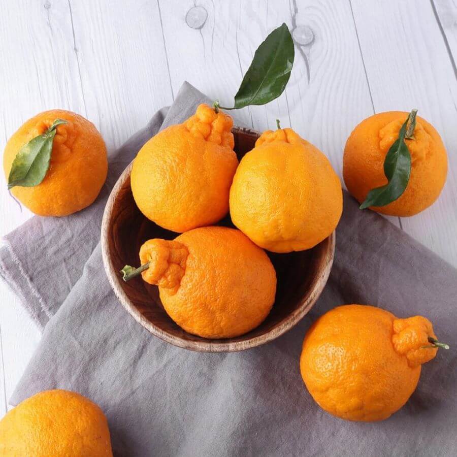 Quýt Jeju mang trong mình hương vị ngọt ngào, thơm lừng, khiến du khách mê mẩn ngay từ lần thưởng thức đầu tiên