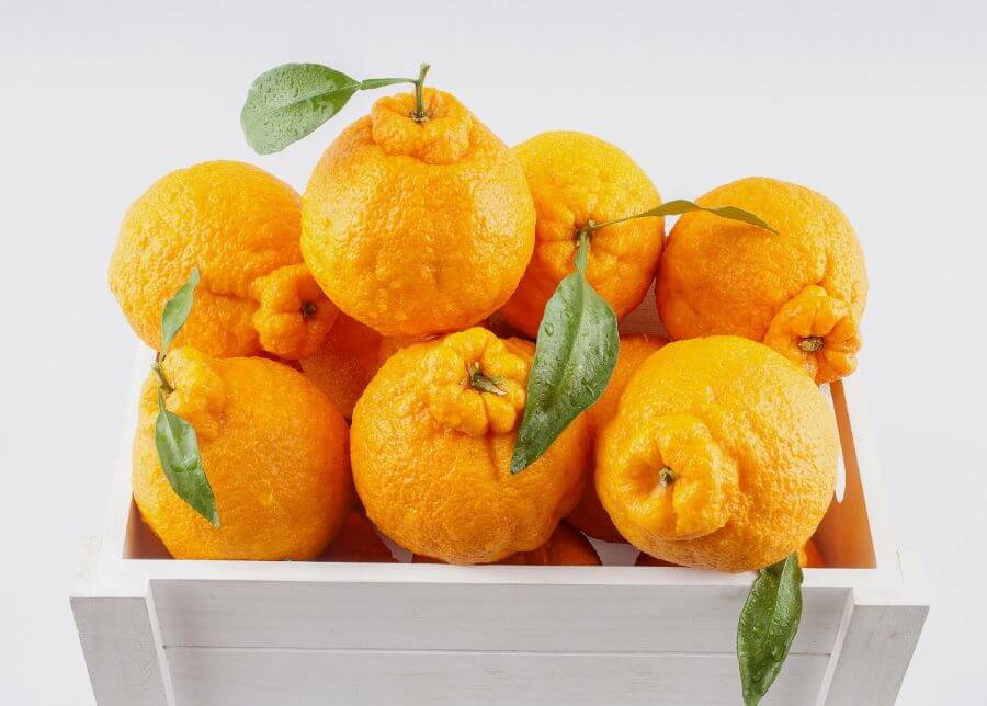 Quýt Hallabong là loại quýt nổi tiếng nhất của Jeju