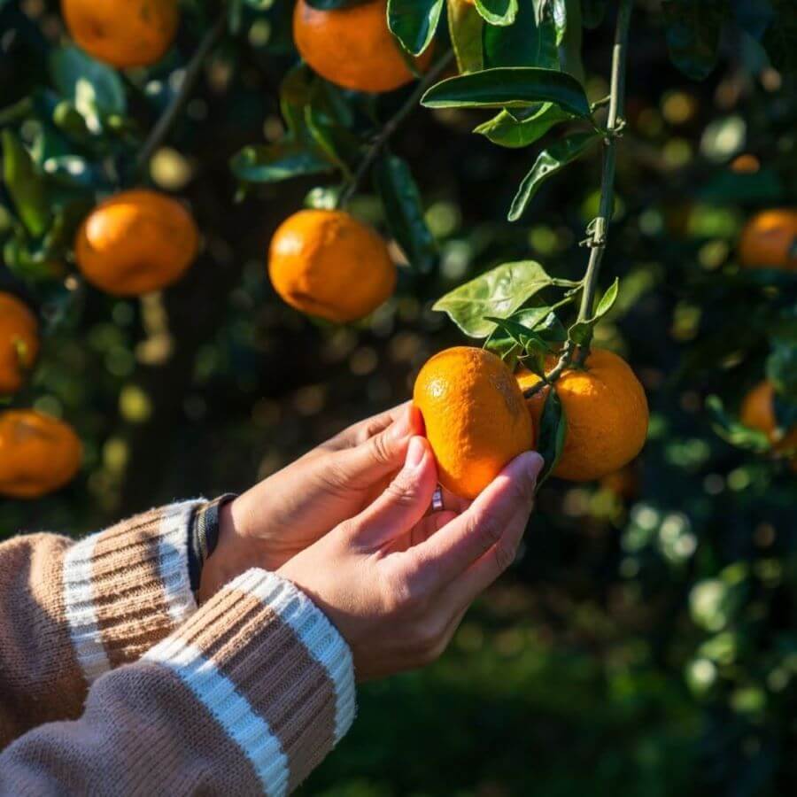 Gamgyul thường được thu hoạch vào mùa thu và được người dân địa phương ưa chuộng