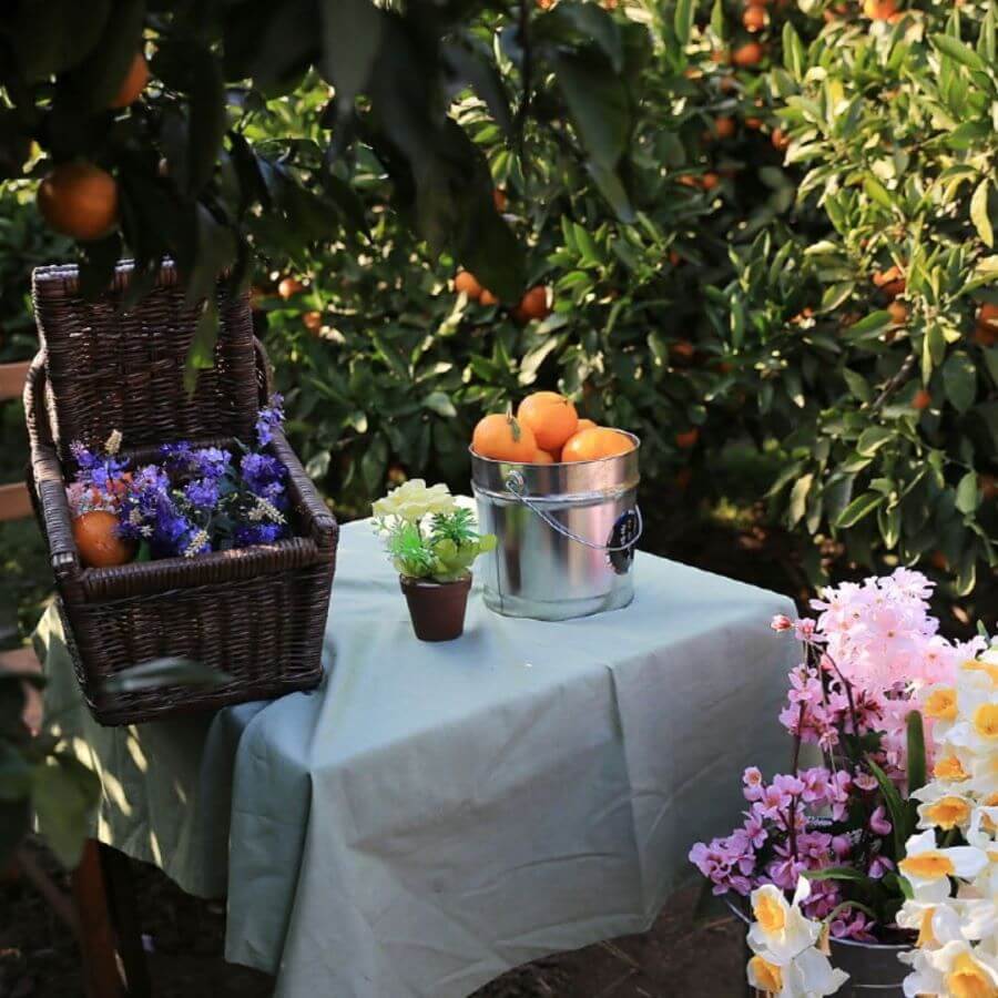 Đảo Jeju còn được biết đến với những vườn quýt trĩu quả, là điểm đến hấp dẫn du khách