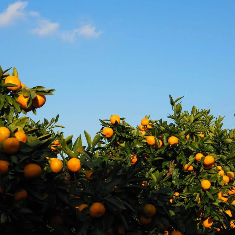 Các vườn quýt ở Seogwipo là điểm tham quan hấp dẫn các tín đồ du lịch Hàn Quốc