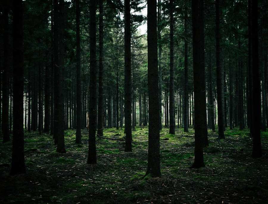 Khung cảnh những rừng cây lá kim mọc dày đặc che phủ ánh sáng mặt trời