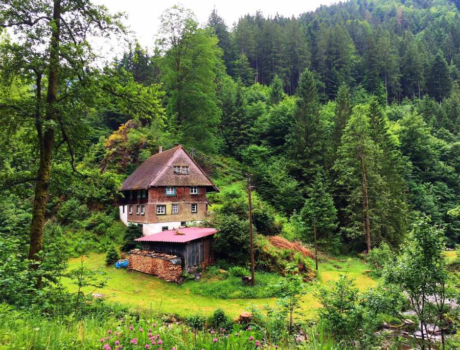 Khung cảnh bình yên bên trong khu rừng đen nổi tiếng nước Đức